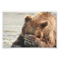 Ours grizzli photo 6x4