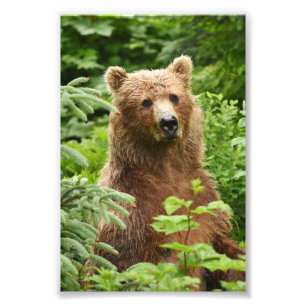 Ours grizzli photo 6x4
