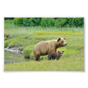 Ours grizzlis photo 4x6
