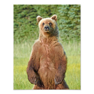 Ours grizzlis photo 6x4
