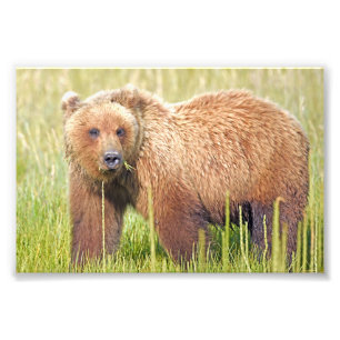 Ours grizzlis photo 6x4
