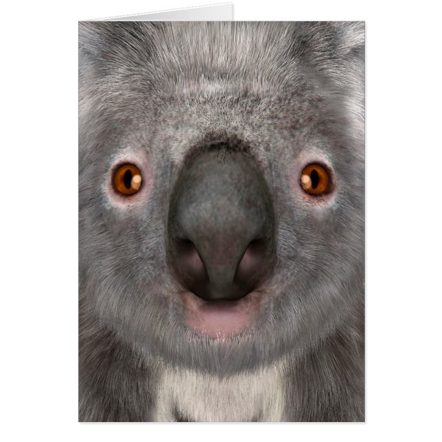 Ours koala (Devant)