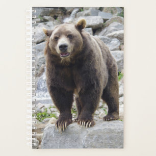 Ours kodiak