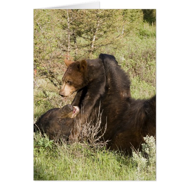 Ours noir (Devant)