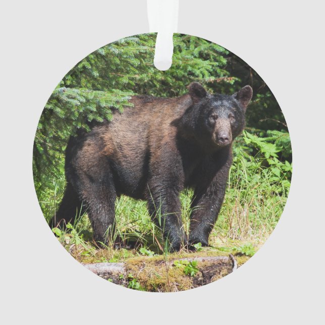 Ours noir Alpha (dos)