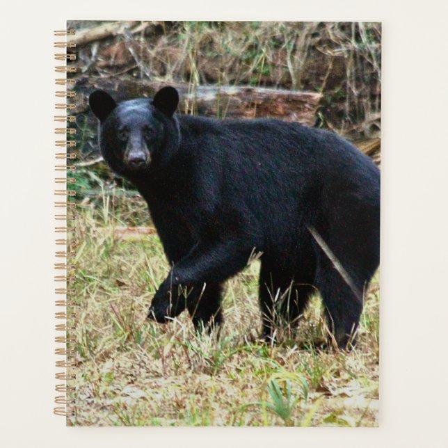 Ours noir de Floride (Devant)