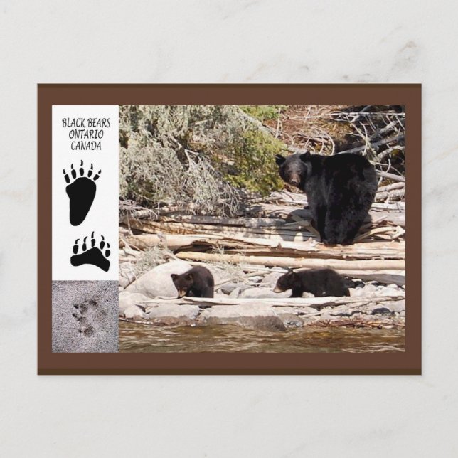 Ours noirs, carte postale de cadeaux (Devant)