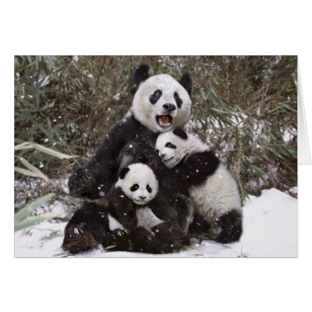 Ours panda (Devant Horizontal)