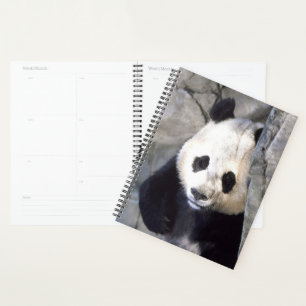 Ours Panda
