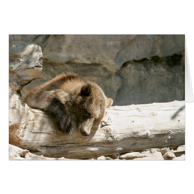 Ours paresseux (Devant horizontal)