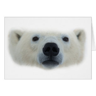 Ours polaire