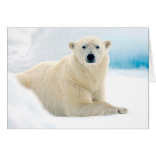 Ours polaire adulte grand verrat sur la glace en é