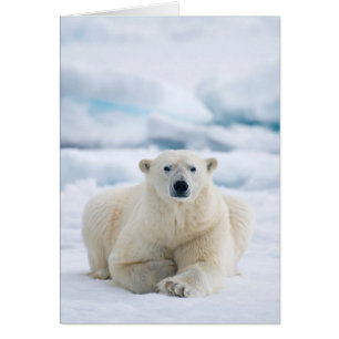 Ours polaire adulte sur la banquise d'été