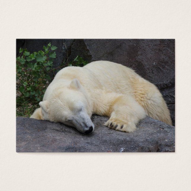 Ours polaire dormant (Devant)