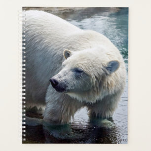 Ours polaire Planificateur hebdomadaire/mensuel