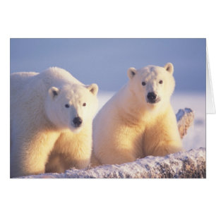 Ours polaire semé avec un petit sur la glace de me