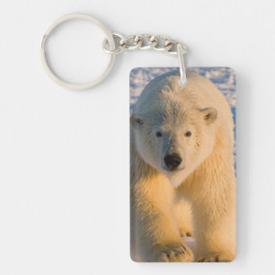 ours polaire, Ursus maritimus, ours polaire sur gl