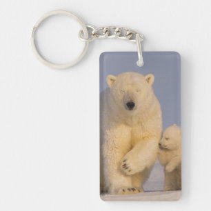 ours polaire, Ursus maritimus, semer avec nouveau-
