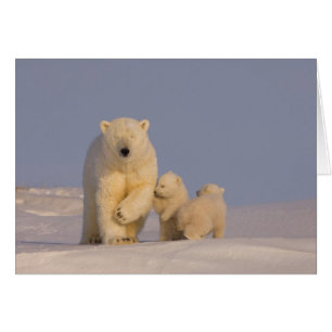 ours polaire, Ursus maritimus, truie avec nouveau-