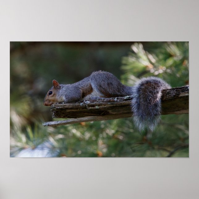 Out on a Limb Poster (Vorne)