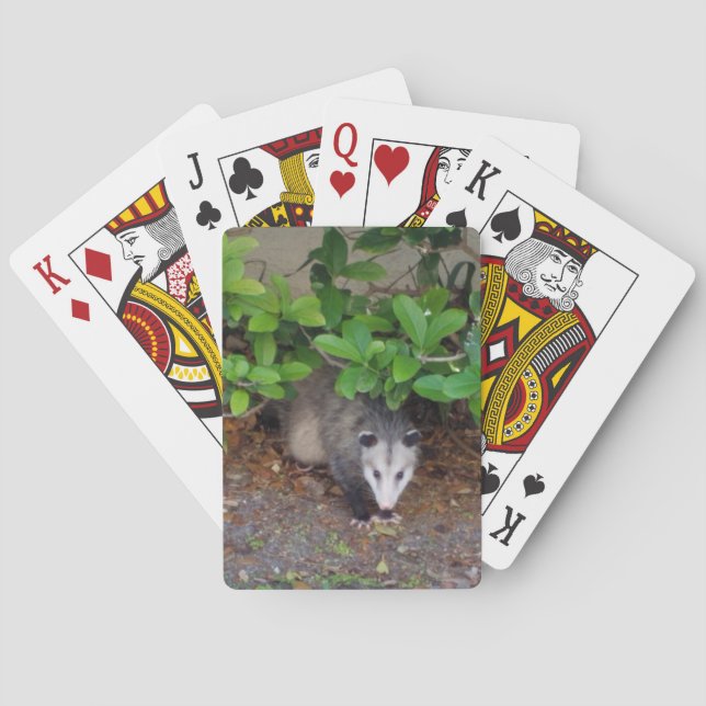 Outdoor Animal Spielkarten (Rückseite)