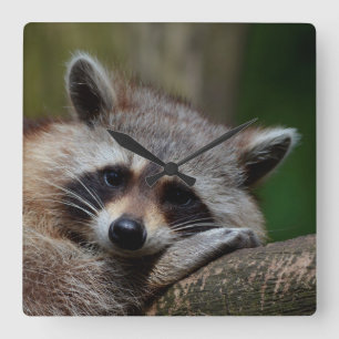 Outrageously Cute Baby Raccoon Quadratische Wanduhr