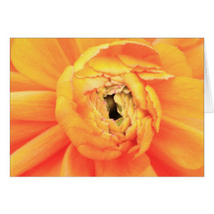 Ouverture de Ranunculus.