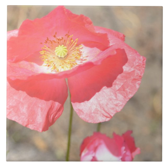 Ouvrez le carreau de céramique floral de pavot de (Devant)