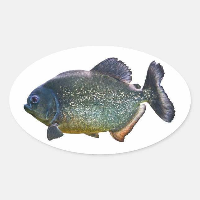Ovale Sticker Piranha (Devant)