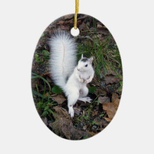 Ovale Verzierung - Brevard Weiß-Eichhörnchen Keramikornament