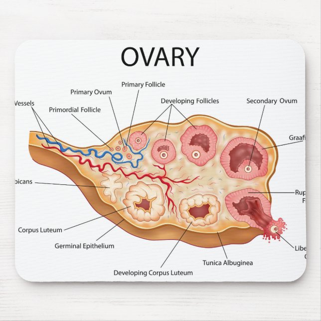 Ovarialweibchen Mousepad (Vorne)