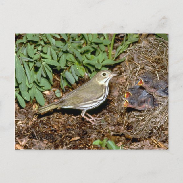 Ovenbird mit jungen postkarte (Vorderseite)