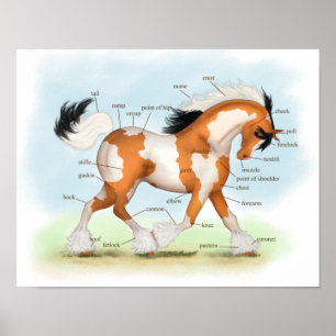 Overo Sinti und Roma Horse Reittier Anatomie Poste Poster