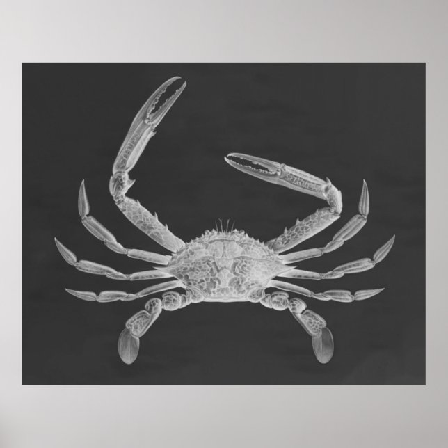 Oversified Crab Triptych Poster Print (Vorne)