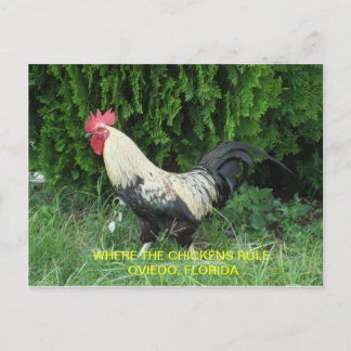 Oviedo Chickens Postcard Postkarte