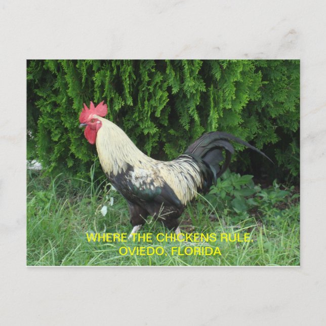 Oviedo Chickens Postcard Postkarte (Vorderseite)
