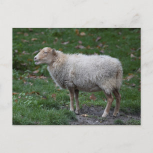 Ovis aries postkarte