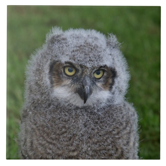 Owl_20180215_by_JAMFoto Fliese (Vorderseite)