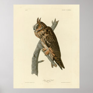 Owl aus Audubons Vögeln von Amerika Poster