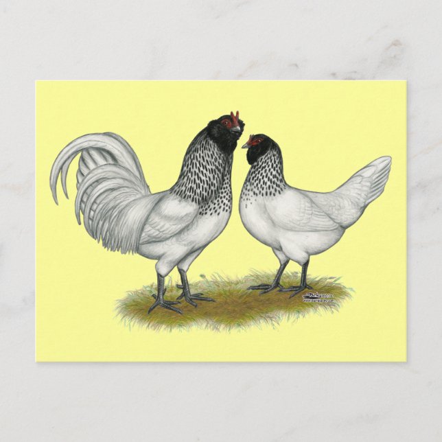 Owl Beard Chickens Postkarte (Vorderseite)