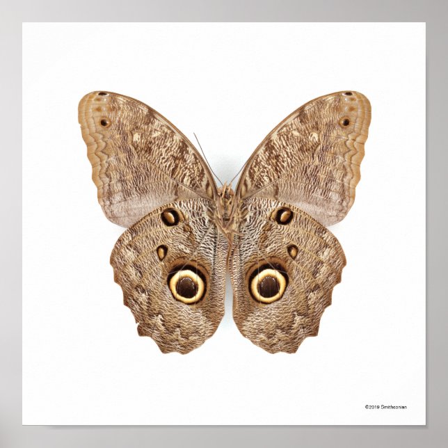 Owl Butterfly Poster (Vorne)