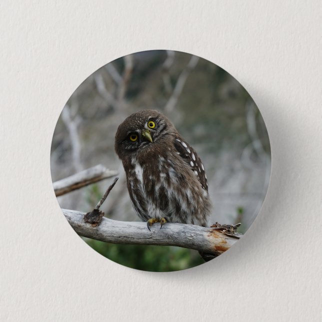 Owl Button in der Nordpygmäuse (Vorderseite)
