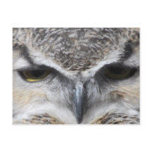 Owl Eye Raptor Great Horned Foto