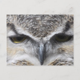 Owl Eye Raptor Great Horned Foto Postkarte