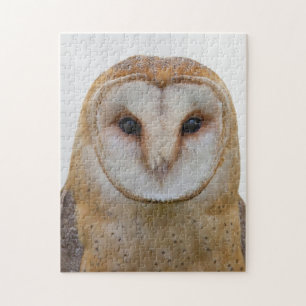 Owl Face Bird Wildlife