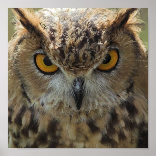 Owl Foto Poster Print (Vorne)