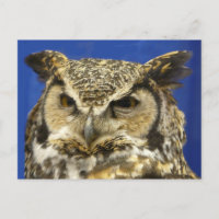 OWL - Great Horned Owl Face Foto