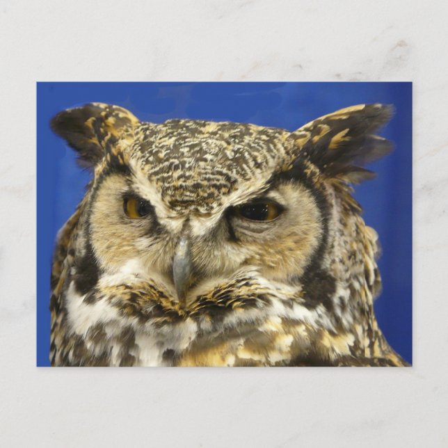 OWL - Great Horned Owl Face Foto Postkarte (Vorderseite)