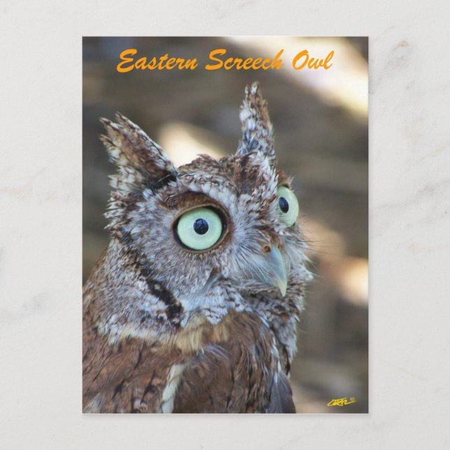 Owl II Postkarte (Vorderseite)