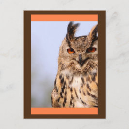 Owl Lächelnd Postkarte